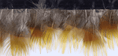 Charger l'image dans la visionneuse de galerie, Natural Yellow Golden Pheasant Feather Trim Fringe - hotfans