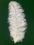 Charger l'image dans la visionneuse de galerie, Large Prime Grade Ostrich feathers Wing Plume 70cm-75cm - hotfans