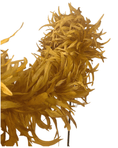 ギャラリービューアーに画像を読み込み、 Gold color Big Rooster Feathers Boa Tail Shawl - hotfans