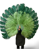 Advanced Mix colors XL 2 layers Ostrich feather fans 34"x 60"