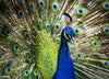 Peacock Feathers