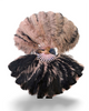 Beginner’s Single layer feathers fans Double side 25"x47"