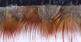 Load image into Gallery viewer, Natural Red Golden Pheasant Feather Trim Fringe
