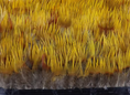 Load image into Gallery viewer, Natural Yellow Golden Pheasant Feather Trim Fringe
