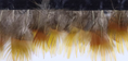 Load image into Gallery viewer, Natural Yellow Golden Pheasant Feather Trim Fringe
