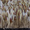 Ring-necked Pheasant Red Feathers Trim Fringe