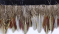 Load image into Gallery viewer, Ring-necked Pheasant Red Feathers Trim Fringe
