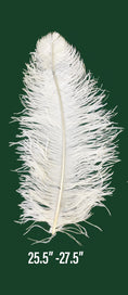 Load image into Gallery viewer, Large Prime Grade Ostrich feathers Wing Plume 65cm-70cm
