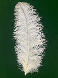 Load image into Gallery viewer, Large Prime Grade Ostrich feathers Wing Plume 70cm-75cm
