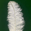 Large Prime Grade Ostrich feathers Wing Plume 70cm-75cm