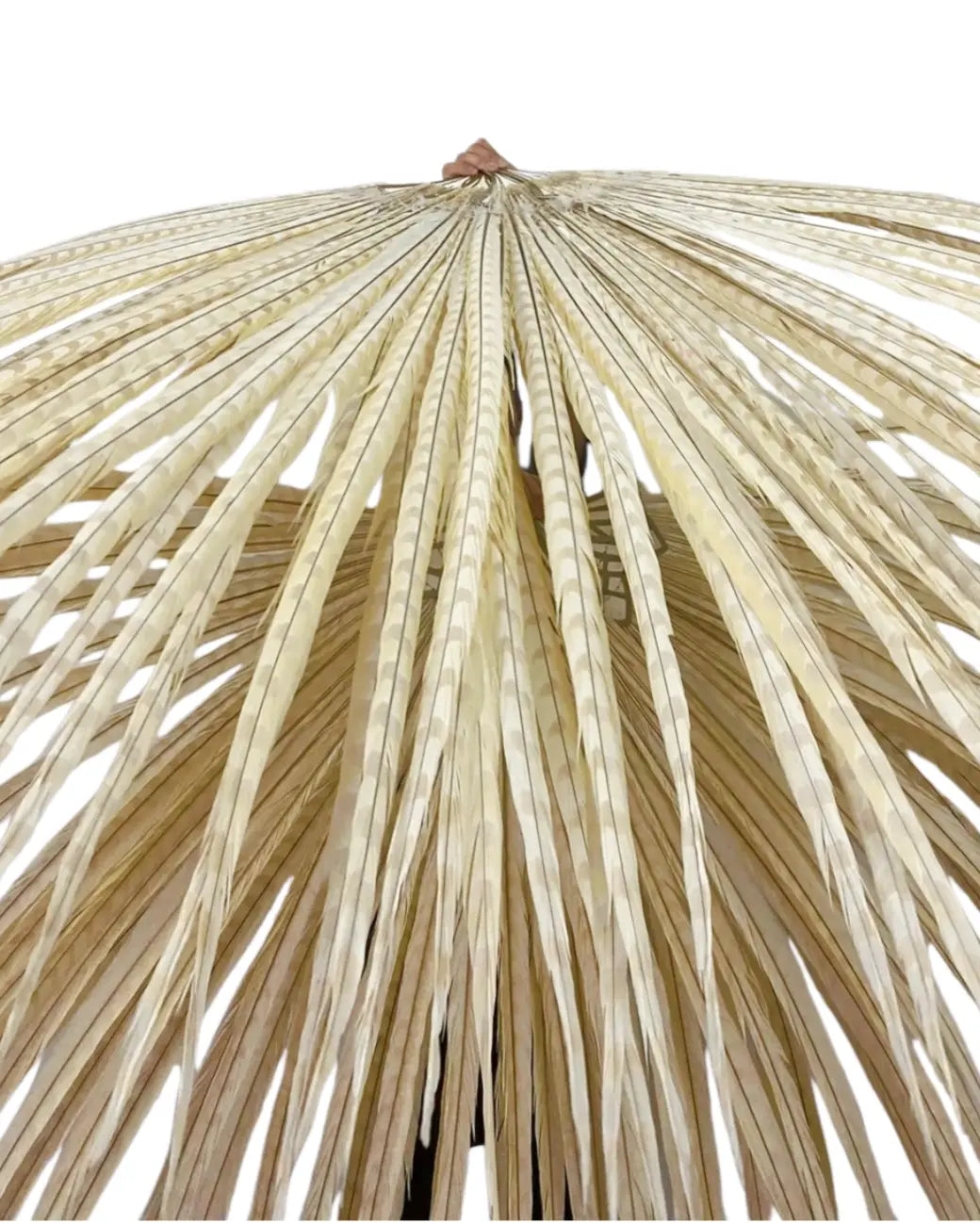 Huge beige Ringneck Pheasant Tail Feathers Fan 43"x86"