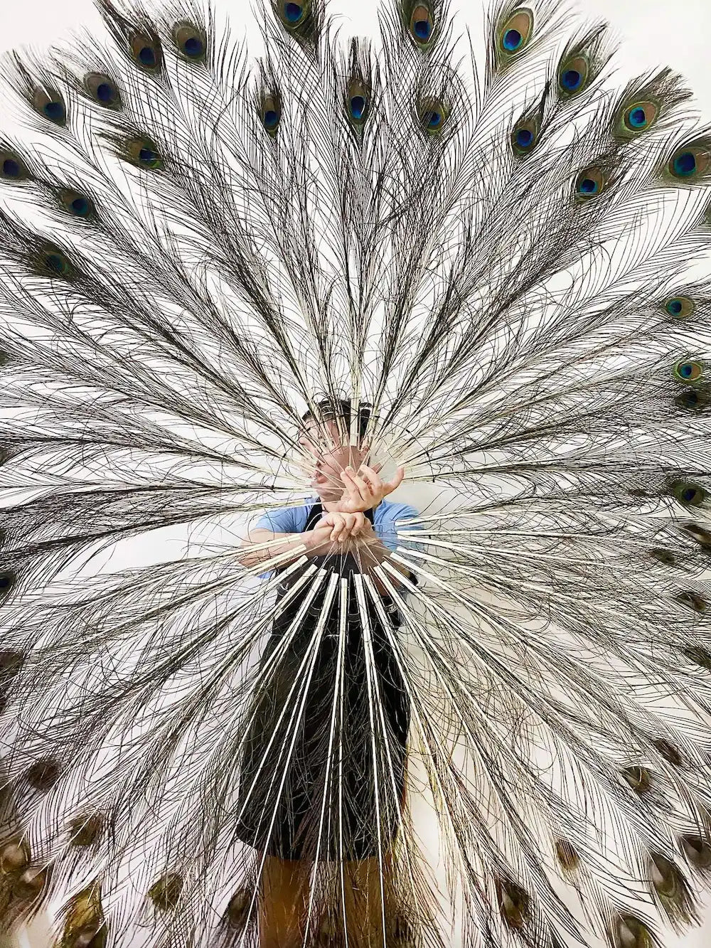Natural Peacock Feather Fan in Original Colors