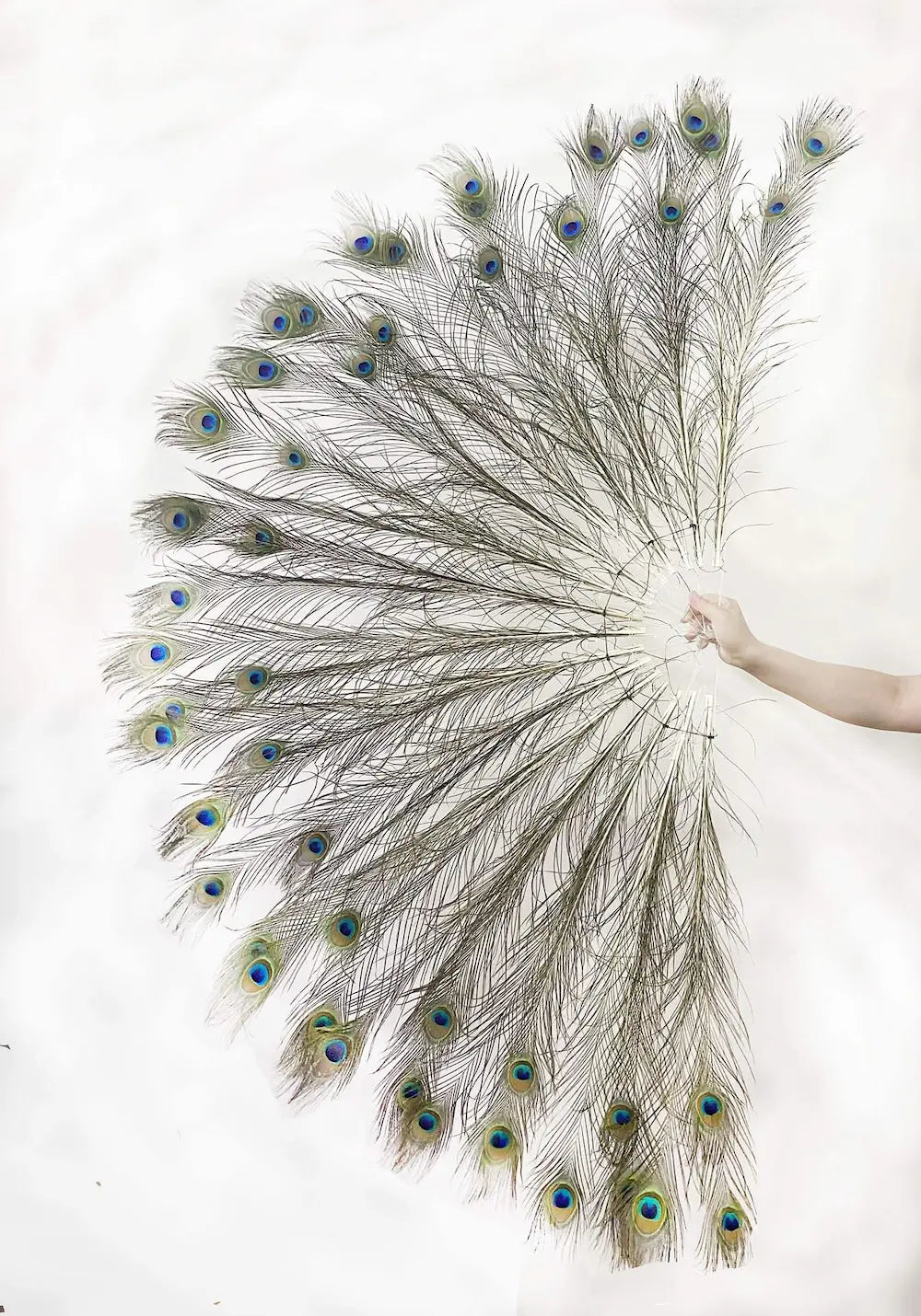 Natural Peacock Feather Fan in Original Colors