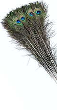 Load image into Gallery viewer, Natural Peacock Tail Feathers
