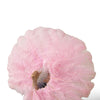 Single layer pink Beginner’s Ostrich Feather Fan 25"x 45"