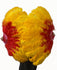 Двухслойный веер из страусиных перьев смешанного красного и золотого цвета 2 x 30 дюйма с дорожной кожаной сумкой