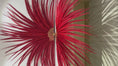 Load and play video in Gallery viewer, Huge Red Ringneck Pheasant Tail Feathers Fan 43"x86"
