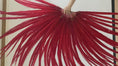 Load and play video in Gallery viewer, Huge Red Ringneck Pheasant Tail Feathers Fan 43"x86"
