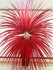Enorme Red Ringneck Faisão Tail Feathers Fan Burlesque Perform Friend.