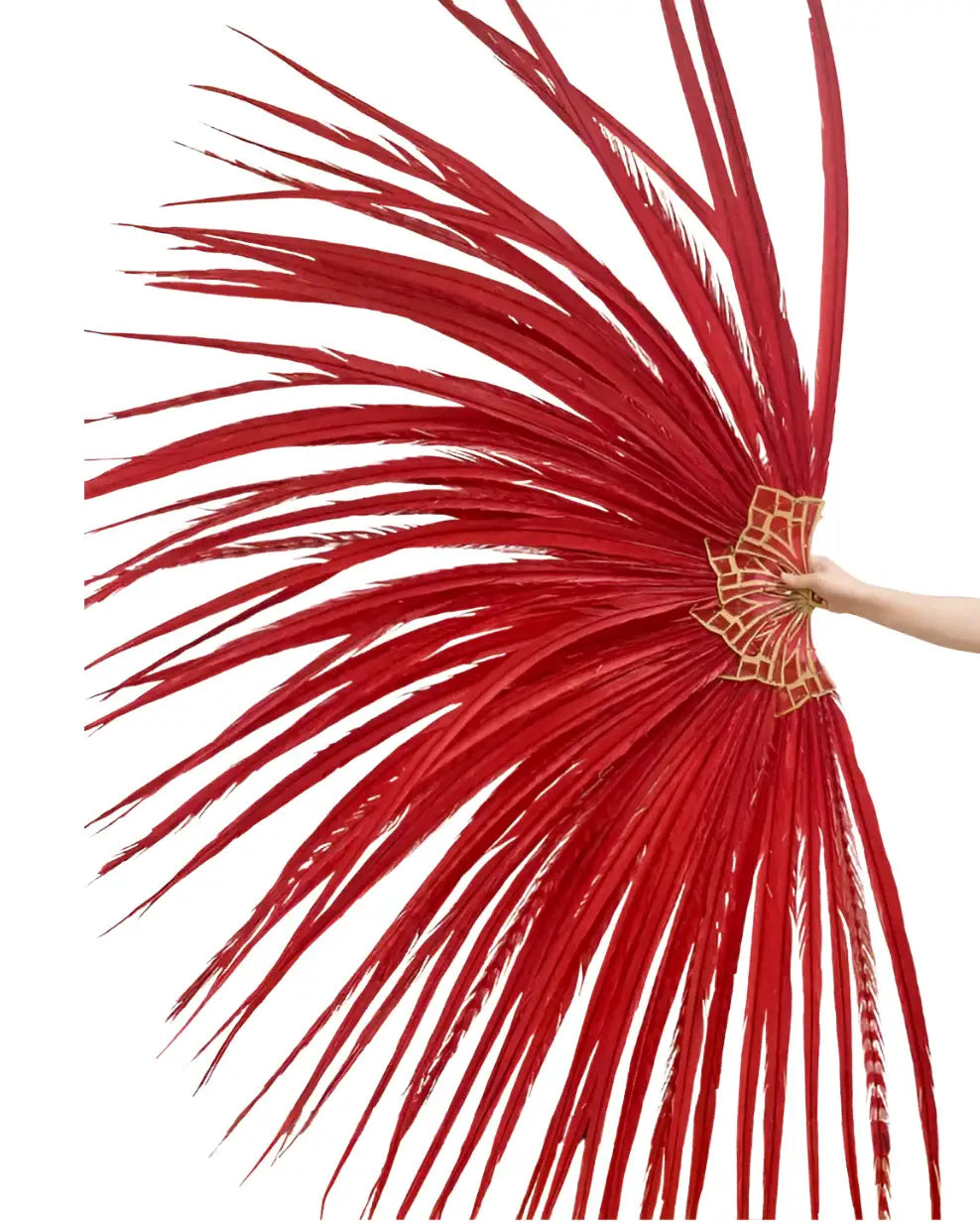 Enorme ventaglio di piume di coda di fagiano dal collo ad anello rosso 43"X86"