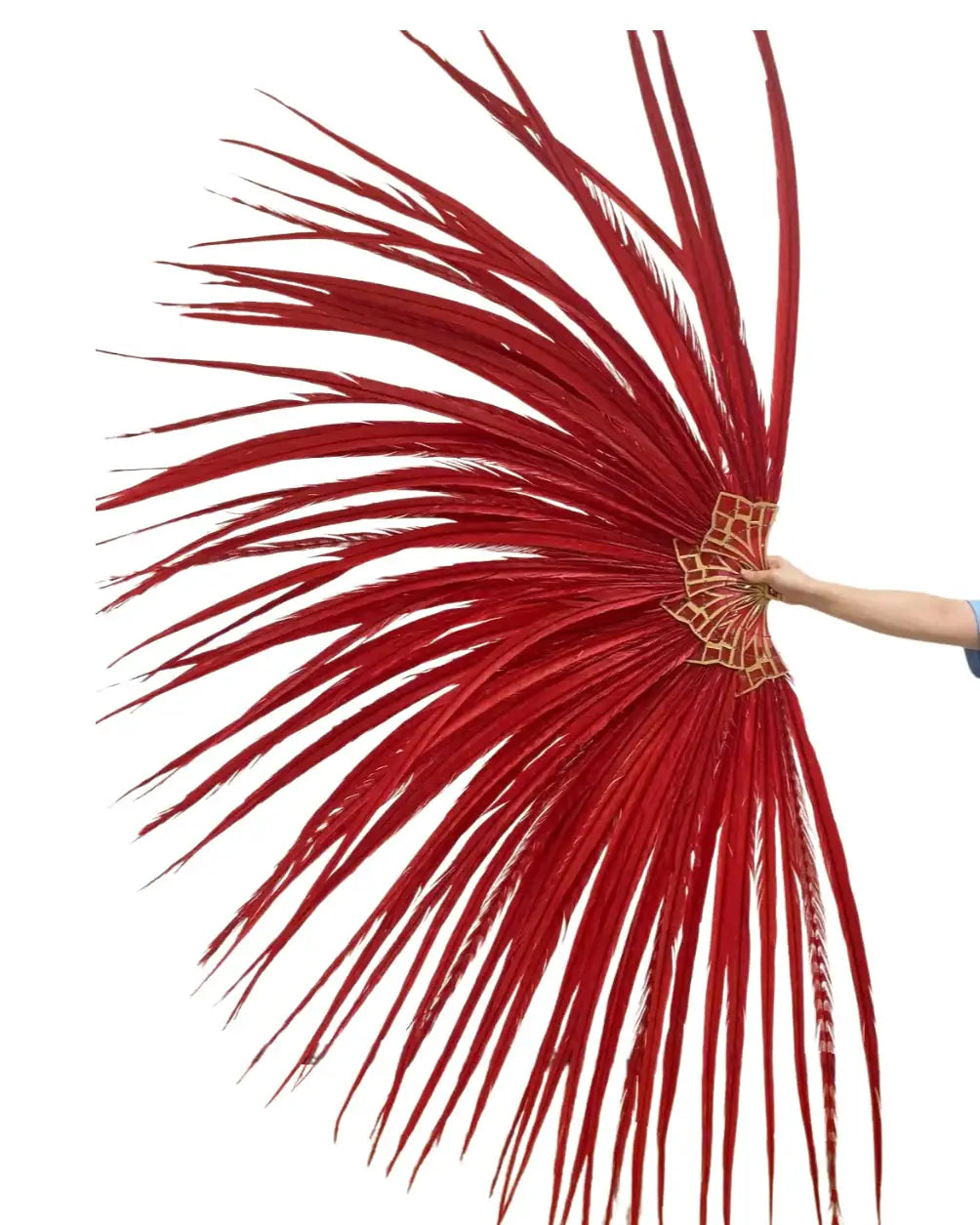 Enorme ventaglio di piume di coda di fagiano dal collo ad anello rosso 43"X86"