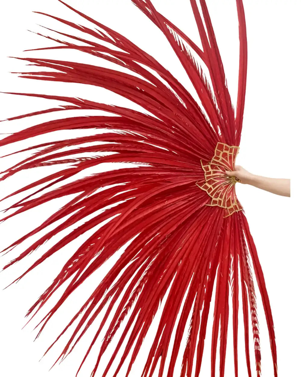 Enorme ventaglio di piume di coda di fagiano dal collo ad anello rosso 43"X86"