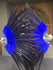 Синий веер из перьев марабу и фазана 29 x 53 дюйма с дорожной кожаной сумкой.