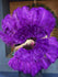 Ventaglio di piume di struzzo marabù viola scuro 24 "x 43" con borsa da viaggio in pelle.