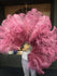 XL 2 Layers fuchsia Ostrich Feather Fan 34''x 60'' with Travel leather Bag.