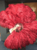 Abanico de plumas de avestruz color burdeos de 2 capas de 30&quot;x 54&quot; con bolsa de viaje de cuero.