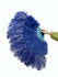 Abanico de pluma de avestruz azul marino de marabú de 21 "x 38" con bolsa de viaje de cuero.