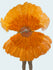 Ventilador laranja de penas de avestruz e marabu 27 "x 53" com bolsa de couro de viagem.