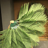 palm leaf fan.