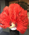 Abanico de plumas de avestruz de marabú rojo de 24&quot;x 43&quot; con bolsa de viaje de cuero.