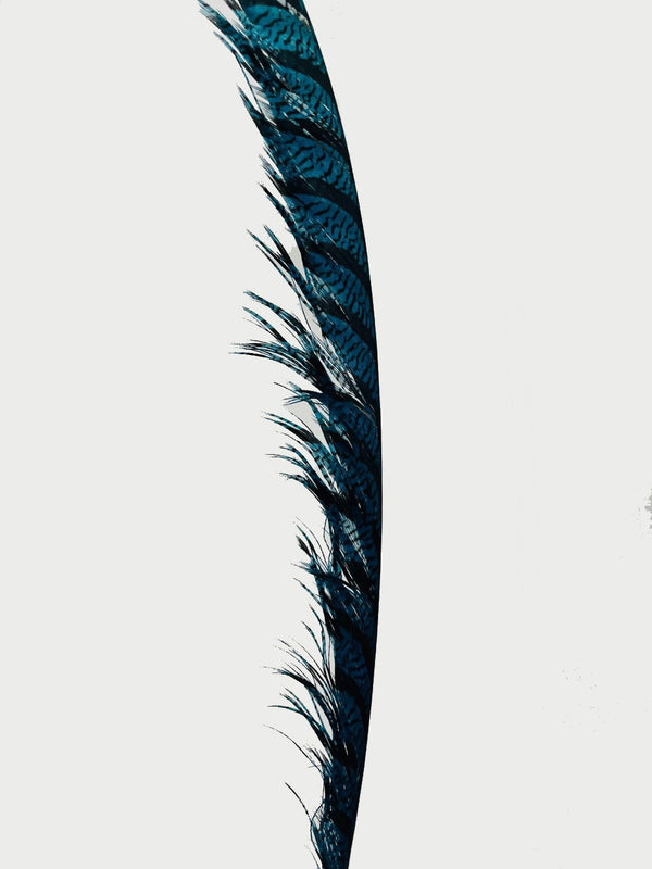 Color personalizado enormeAbanico de plumas de faisán alto Burlesque Perform Friend.