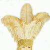 Tocado de plumas de avestruz de cara abierta de trigo Showgirl.