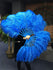Un par de abanicos azules de plumas de avestruz de una sola capa de 24&quot;x 41&quot; con bolsa de viaje de cuero.